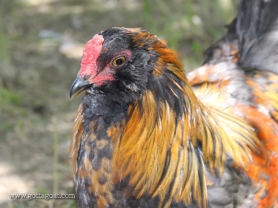 Ameraucana - Rooster