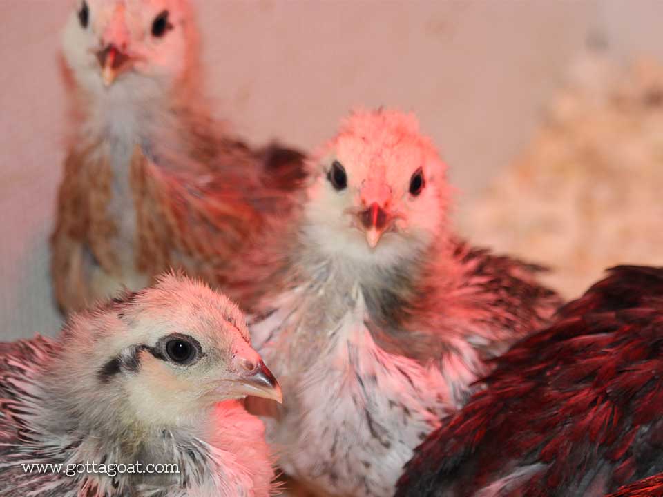 Ameraucanas - getting their first feathers