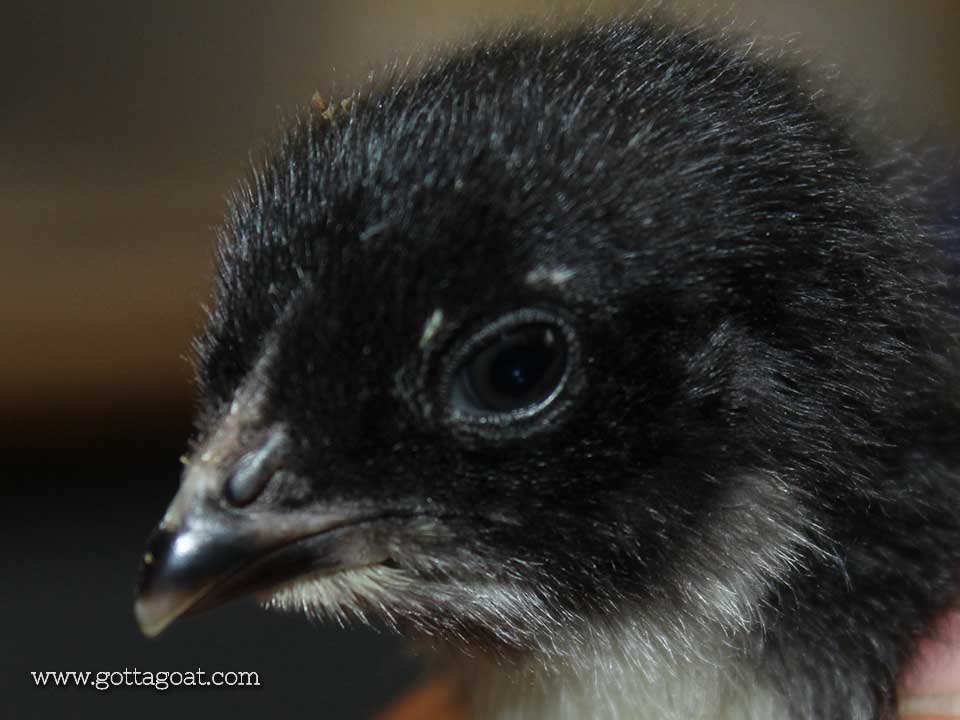 Baby Olive Egger Chick