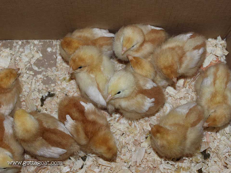 Baby ISA Brown Chicks