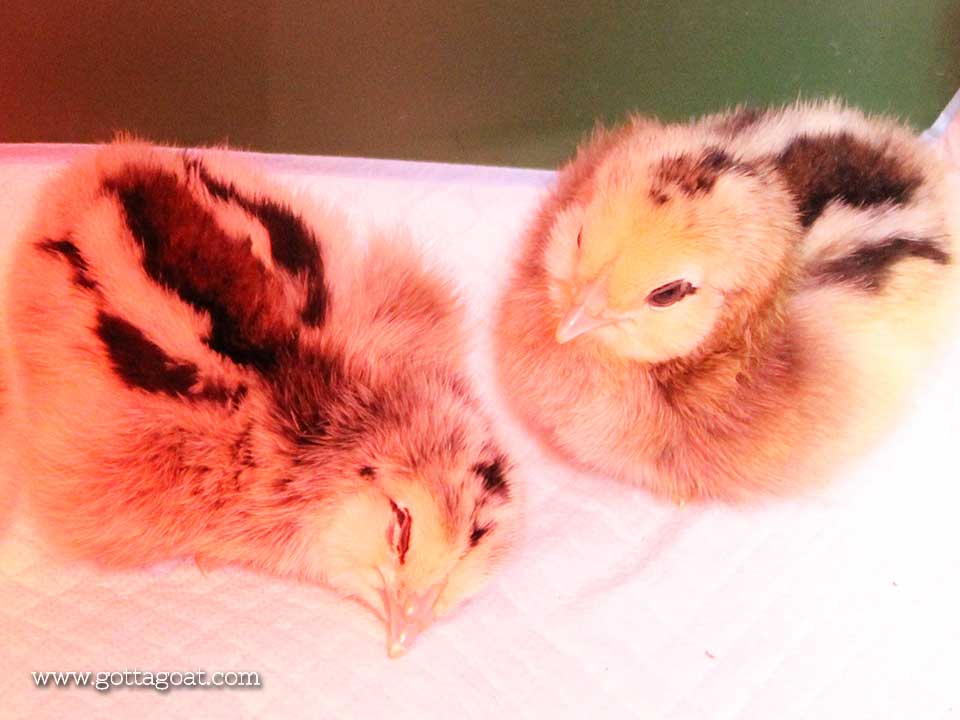 Baby Ameraucana Chicks