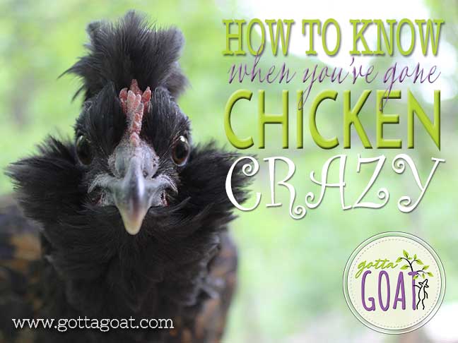 How to Know When You've Gone Chicken Crazy