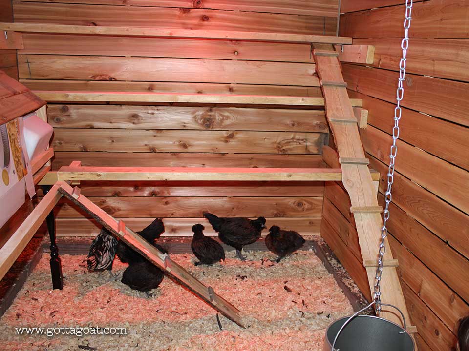 First Chickens in the New Coop