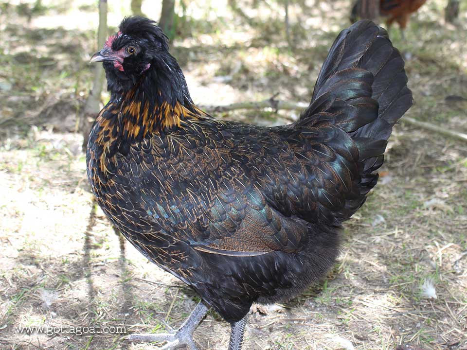 Maranter - Hen