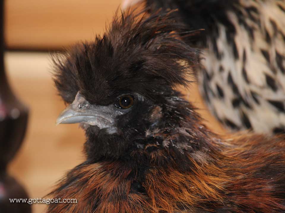 Silkie Chicken - Rooster