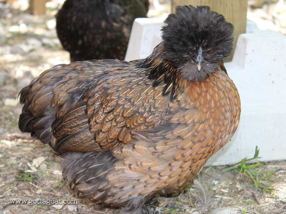 Silkie Chicken - Hen