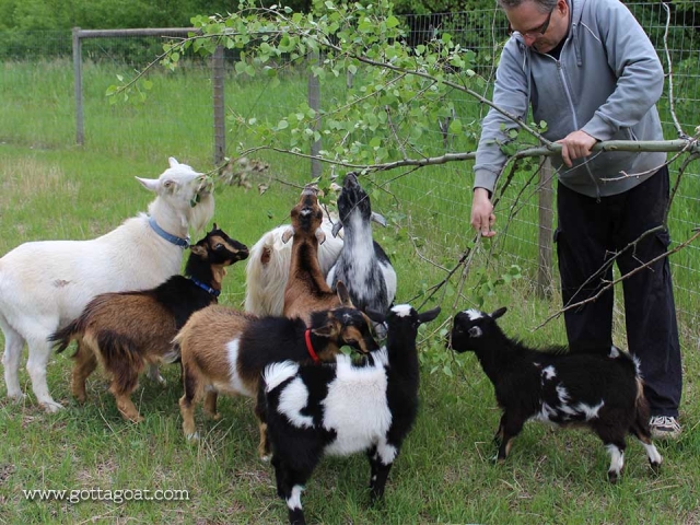 Wil with all the Goats