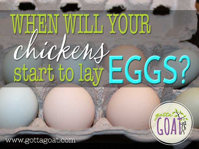 When Will Your Chickens Start to Lay Eggs?