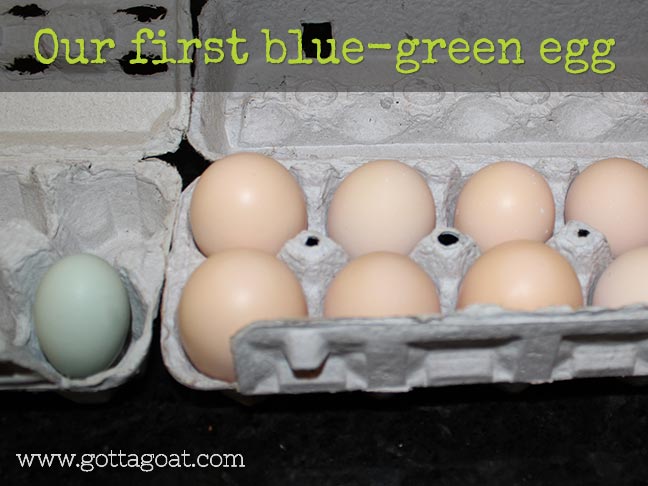 First Blue-Green Egg
