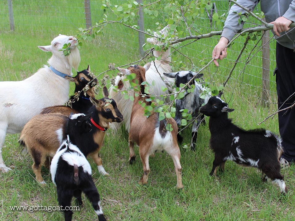 All the goats getting a treat