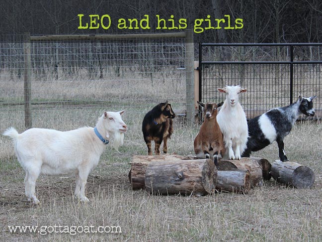 Leo and his girls