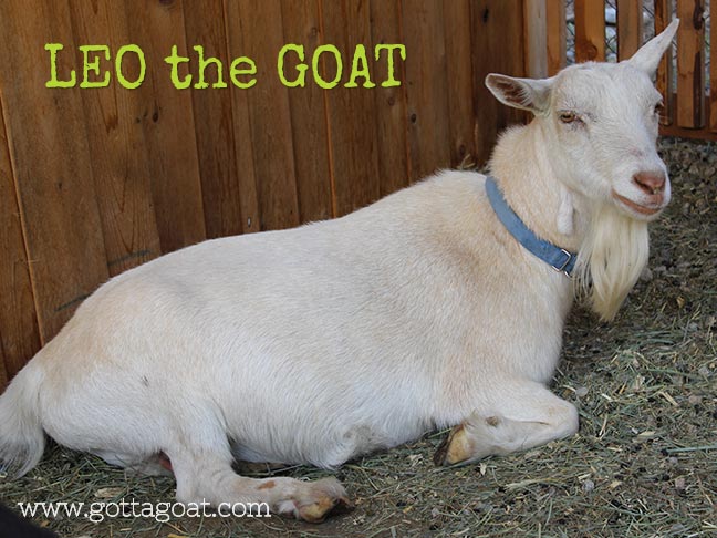 Leo the Goat