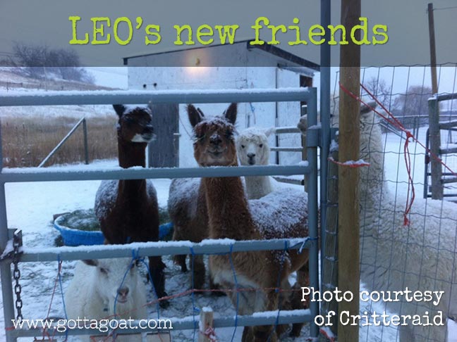 Leo's new friends