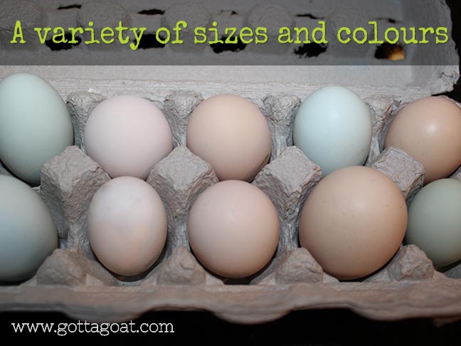 Variety of Eggs