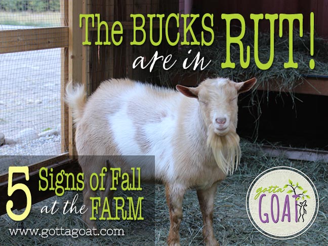 The Bucks are in Rut: 5 Signs of Fall at the Farm
