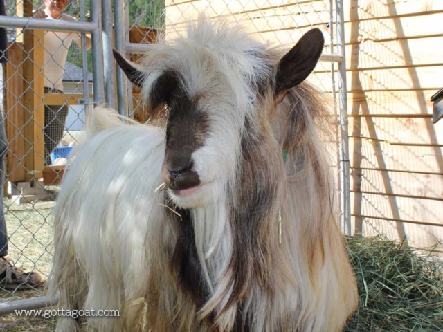 Buster Brown - Miniature Silky Fainting Goat Buck