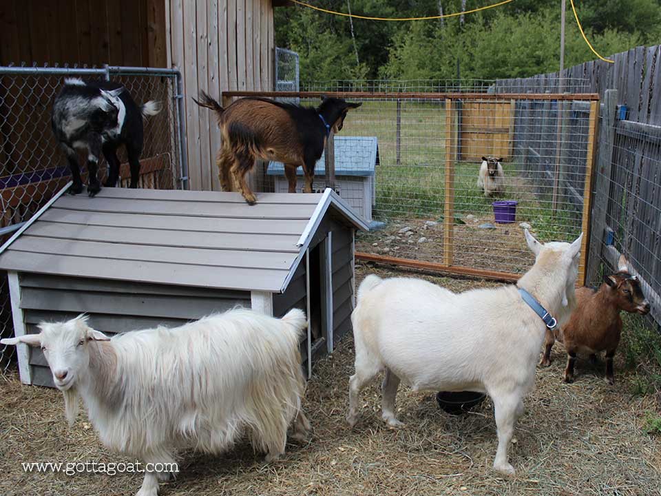 All the other goats are excited with Halley's arrival