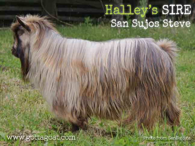 Halley's Sire