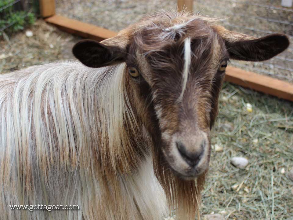 Halleys Comet - Miniature Silky Fainting Goat Doe