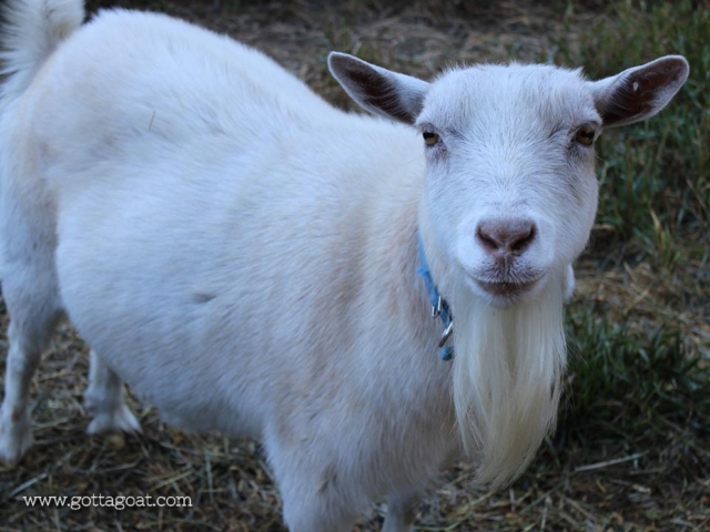 Leo the Goat - such a cool dude!