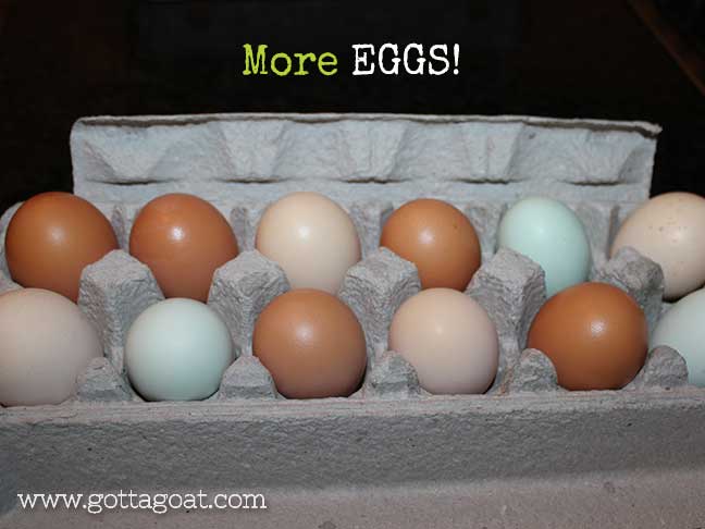 More Eggs