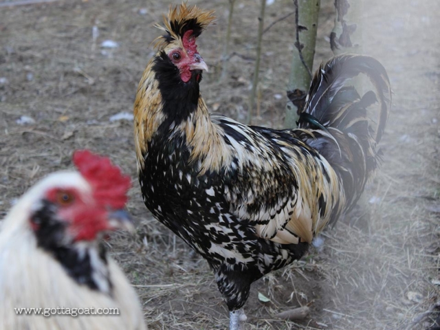 Roosters - a little noisy in the morning - but love them all anyway!
