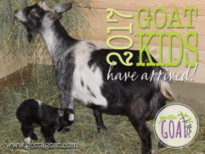 2017 Goat Kids Have Arrived