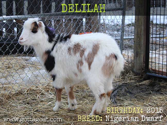 GottaGoat Delilah