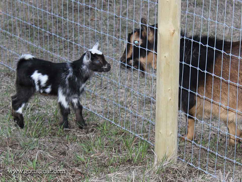 Holly loves to visit the other goats