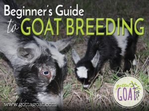 Beginners Guide to Goat Breeding