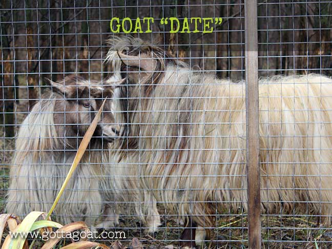 Goat Date