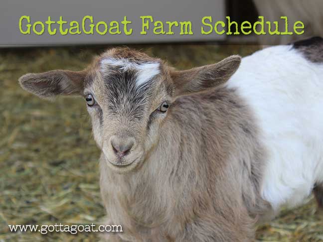 GottaGoat Farm Schedule