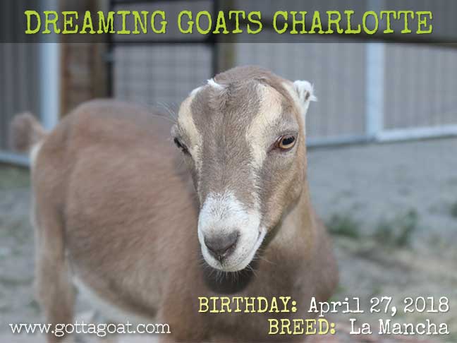 GottaGoat Dreaming Goats Charlotte