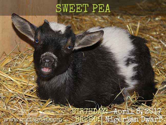 Gotta Goat Sweet Pea
