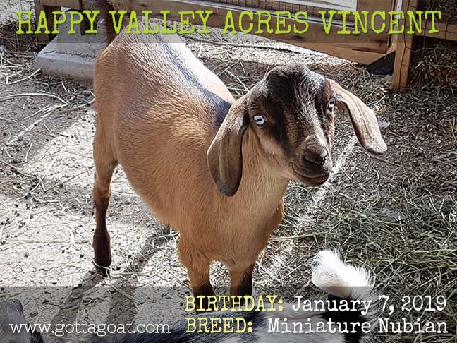 Happy Valley Acres Vincent