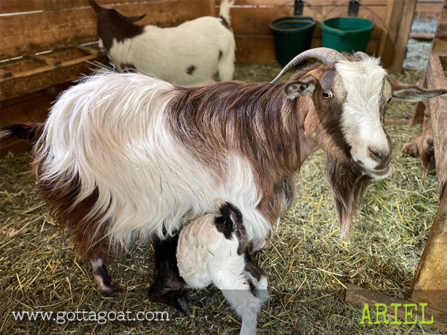 Lease-A-Goat | GottaGoat