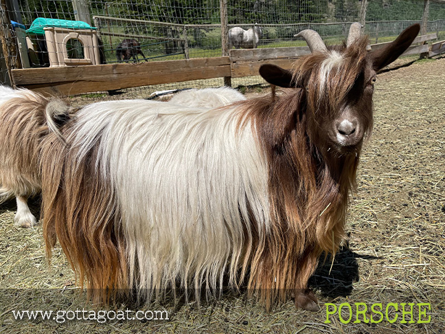 Lease-A-Goat | GottaGoat