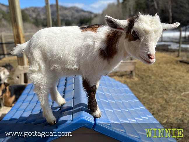 Lease-A-Goat | GottaGoat