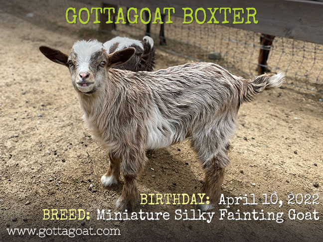 GottaGoat Boxter