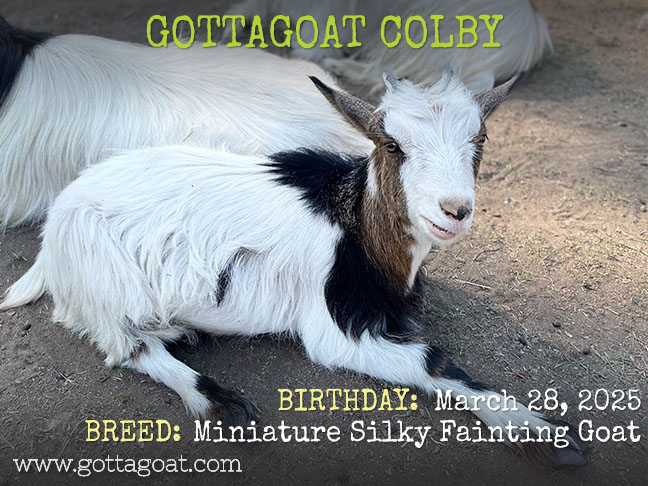 GottaGoat Colby