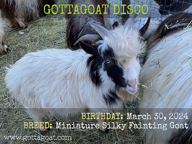 GottaGoat Disco