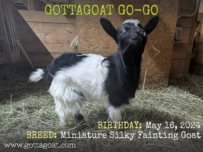 GottaGoat Go-Go