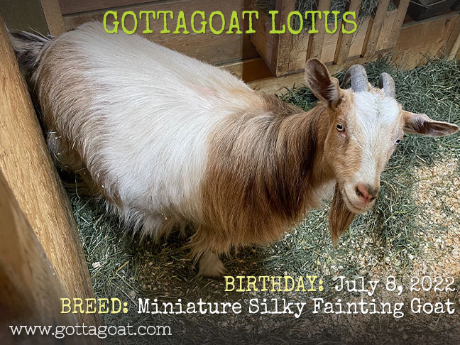 GottaGoat Lotus