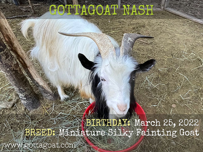 GottaGoat Nash
