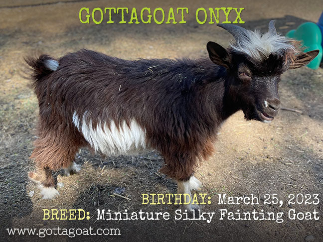 GottaGoat Onyx