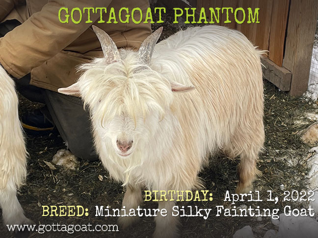 GottaGoat Phantom