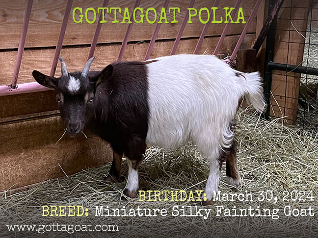 GottaGoat Polka