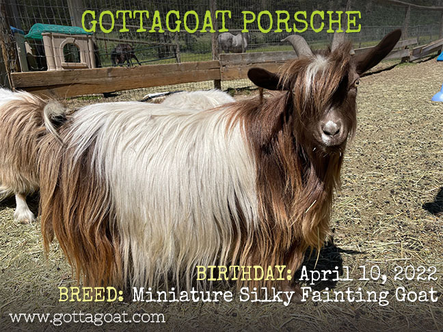 GottaGoat Porsche