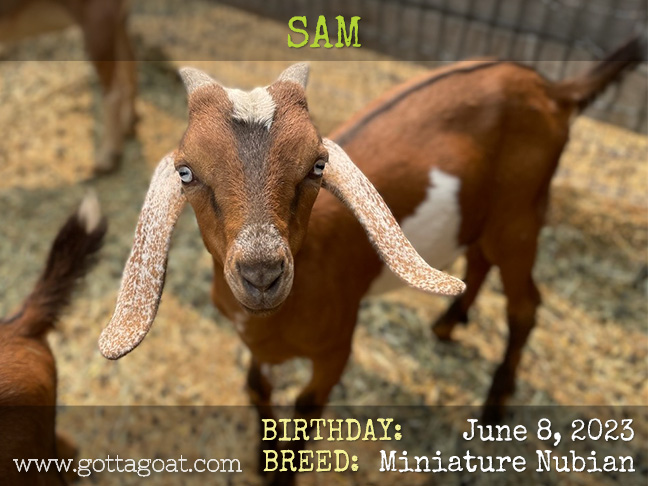 GottaGoat Sam