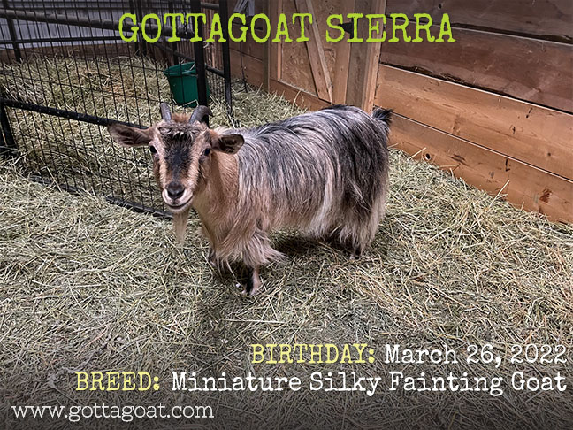 GottaGoat Sierra